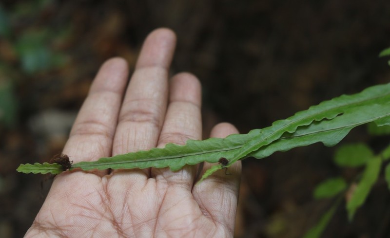 Bolbitis subcrenata photo 5