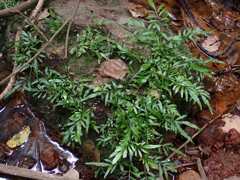 Bolbitis subcrenata photo 6