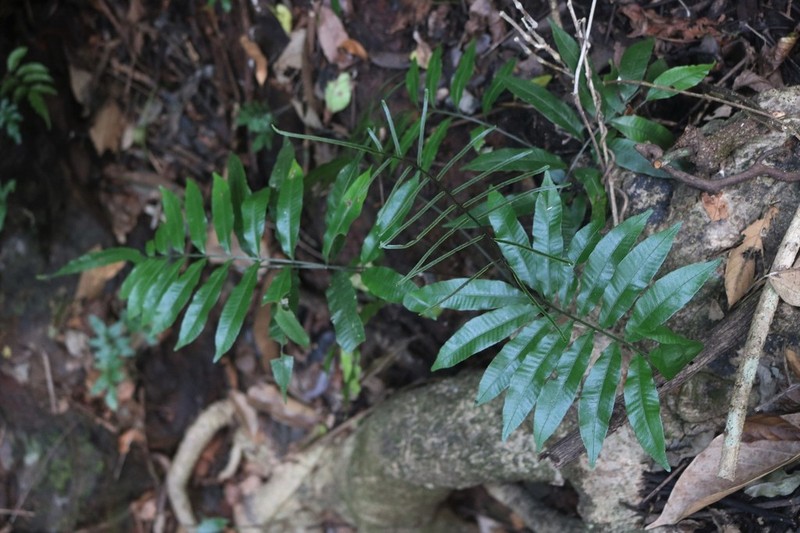 Bolbitis subcrenata photo 8