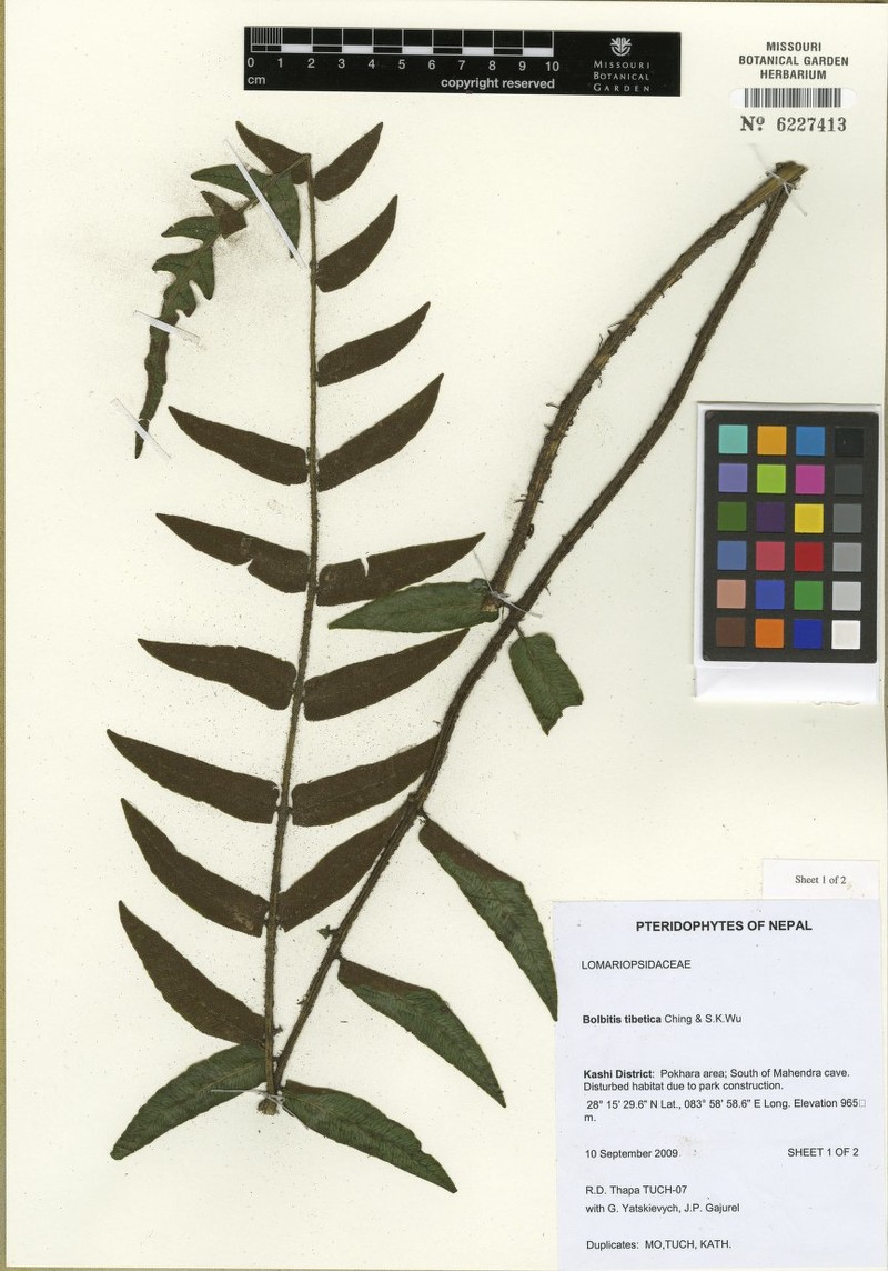 Bolbitis tibetica