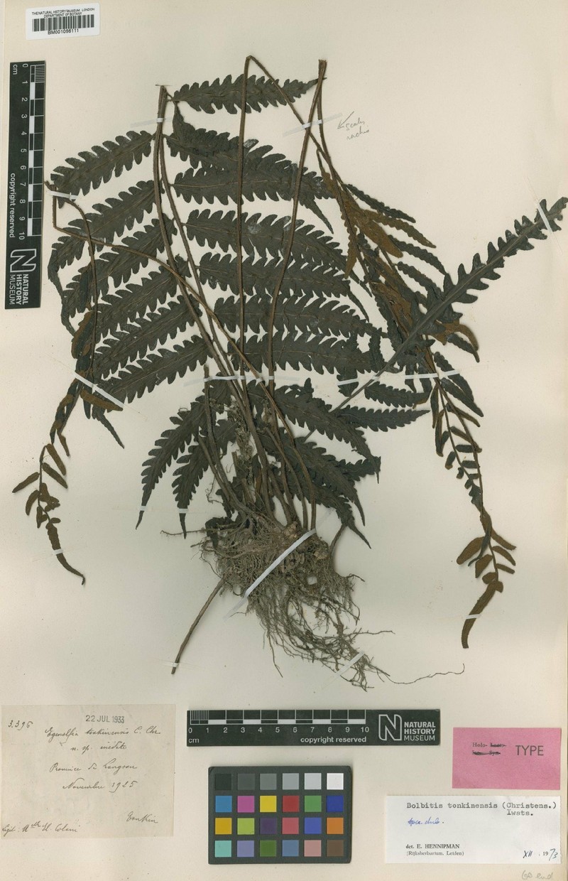 Bolbitis tonkinensis