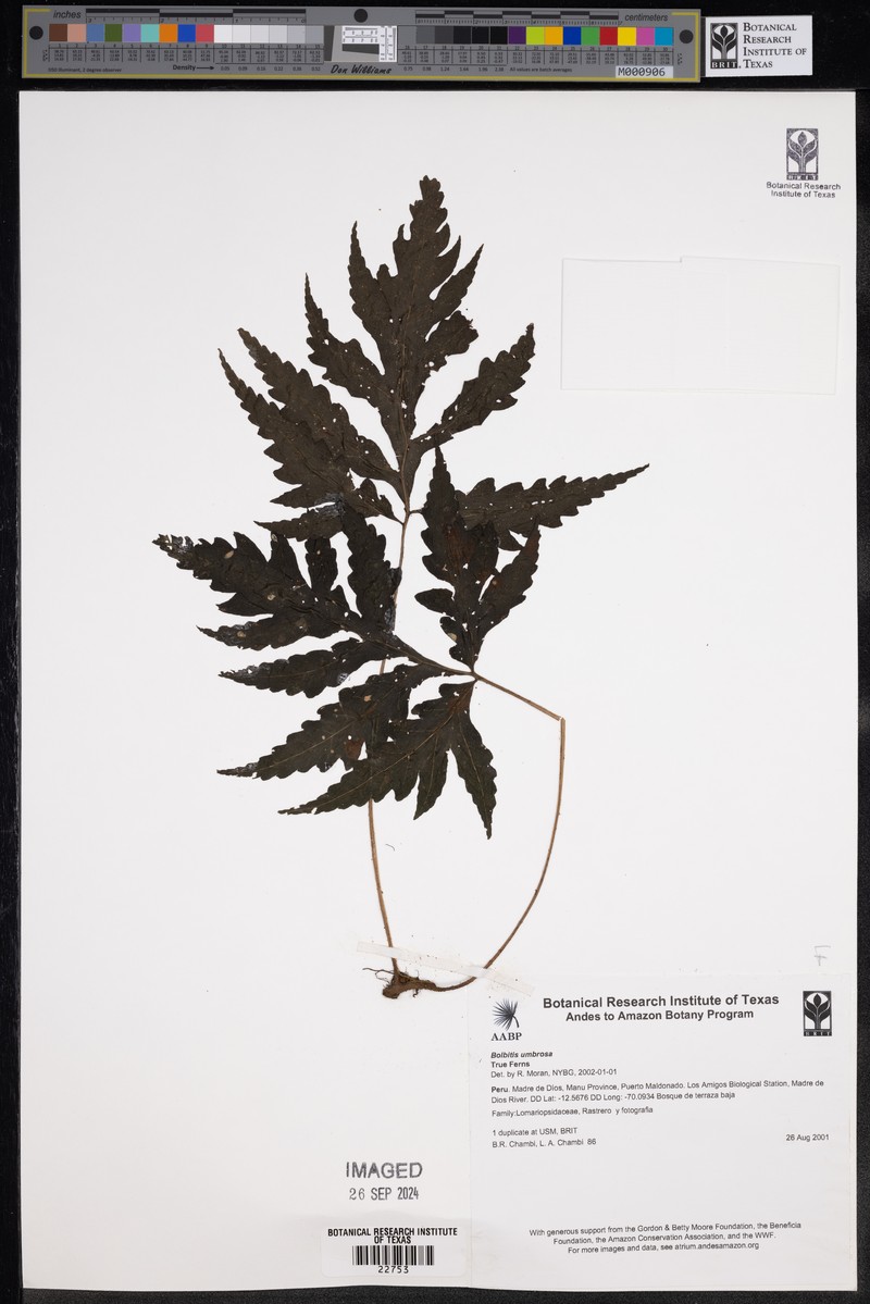 Bolbitis umbrosa