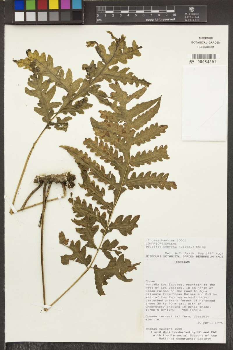 Bolbitis umbrosa photo 2