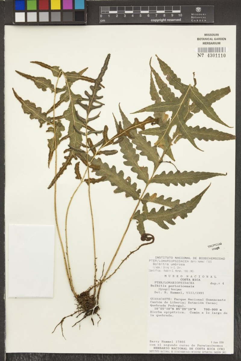 Bolbitis umbrosa photo 3