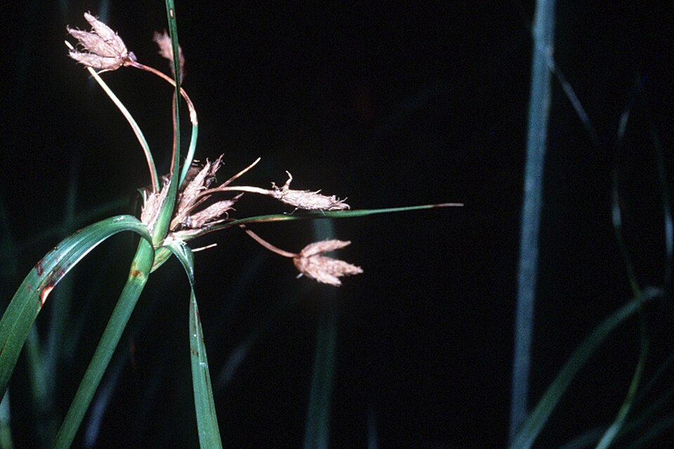 River Bulrush
