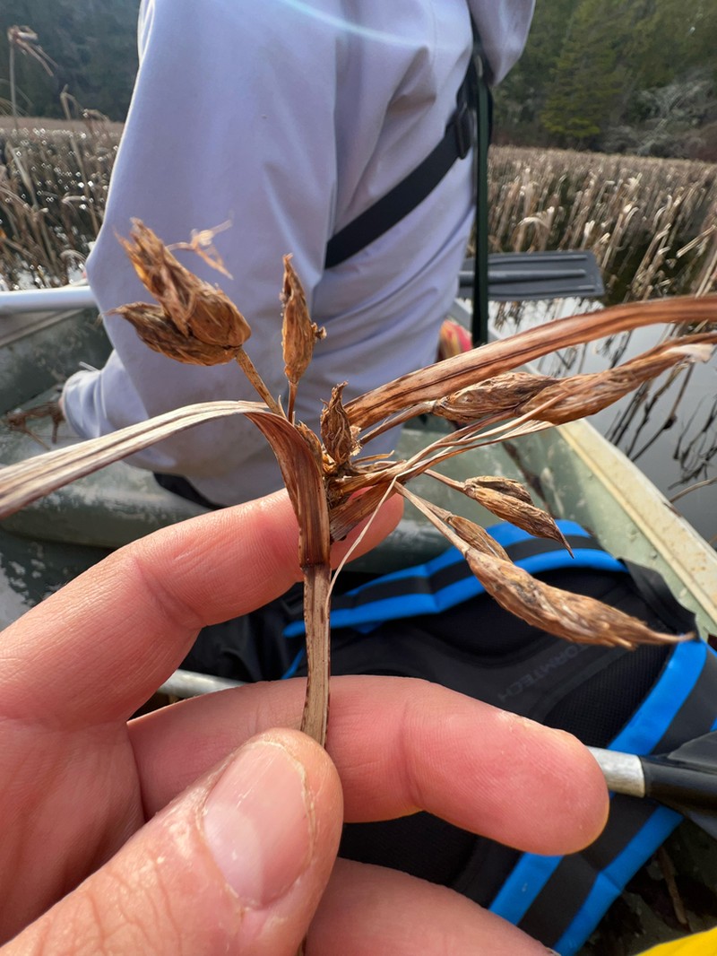 River Bulrush photo 3