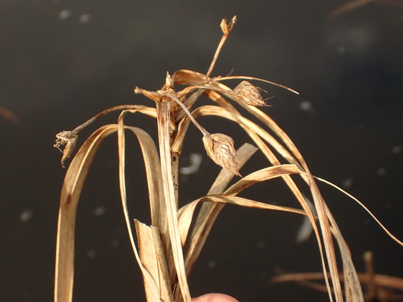 River Bulrush photo 5