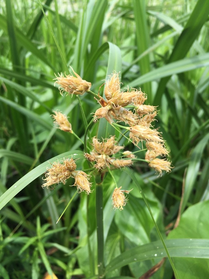 River Bulrush photo 6