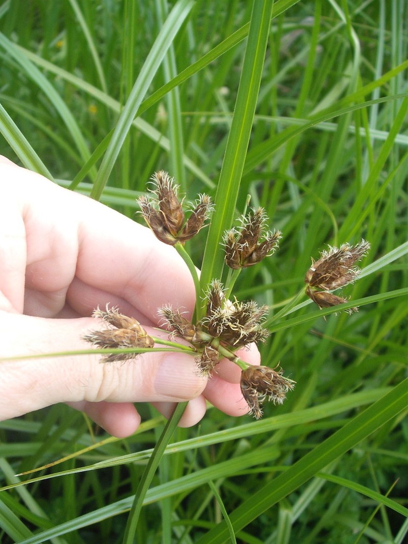River Bulrush photo 7