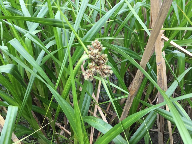 River Bulrush photo 8