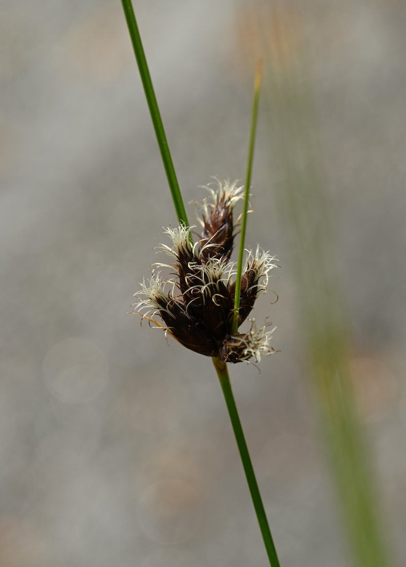 Tuberous Bulrush photo 2