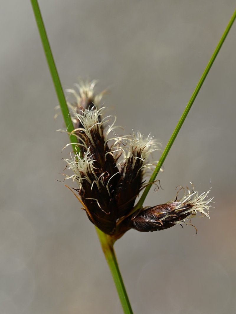 Tuberous Bulrush photo 3