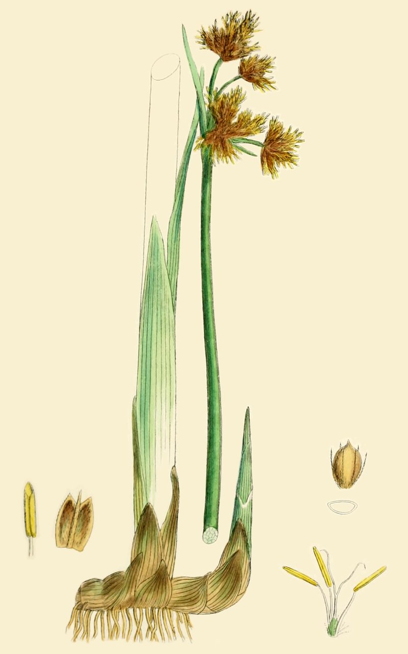 Tuberous Bulrush photo 4