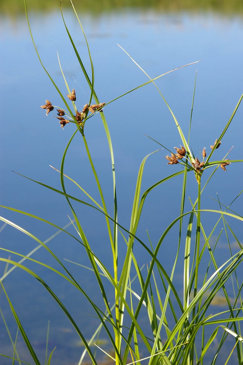 Cosmopolitan Bulrush