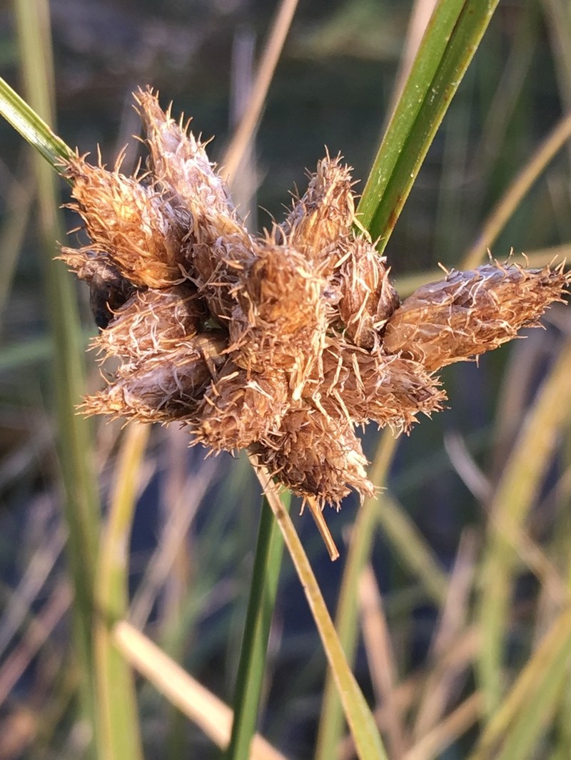 Cosmopolitan Bulrush photo 2