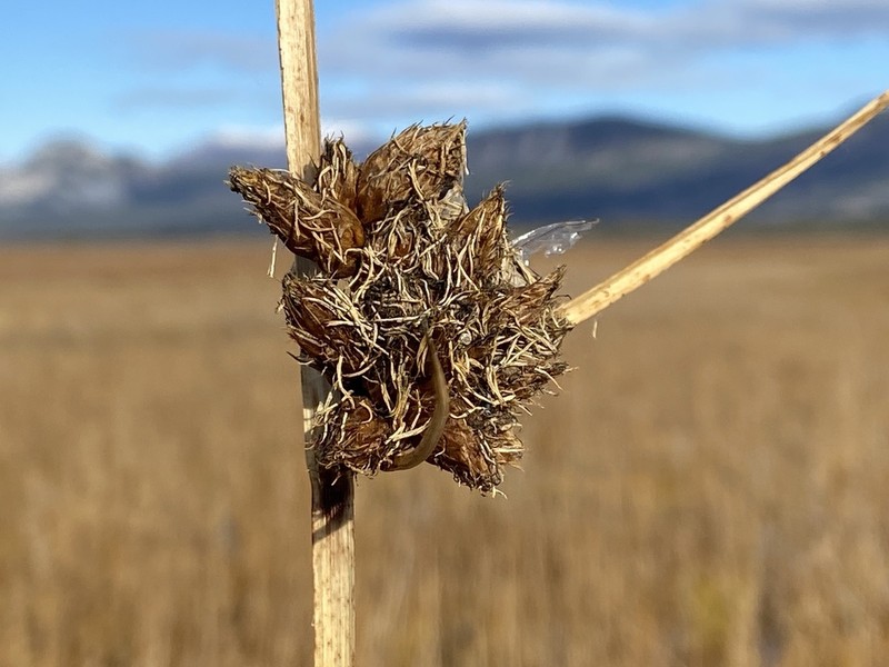 Cosmopolitan Bulrush photo 3