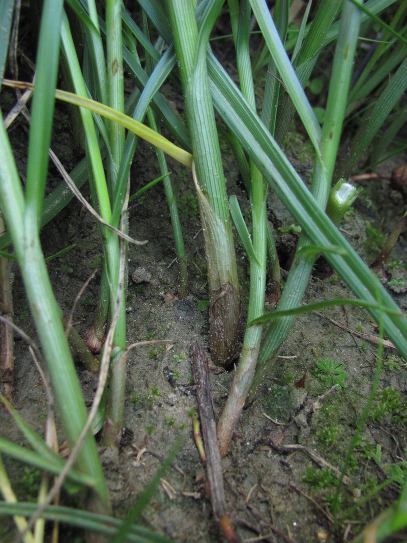 Cosmopolitan Bulrush photo 4