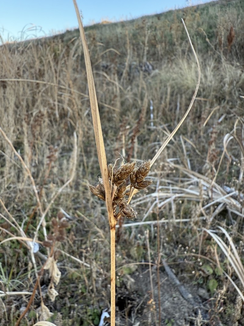 Cosmopolitan Bulrush photo 5