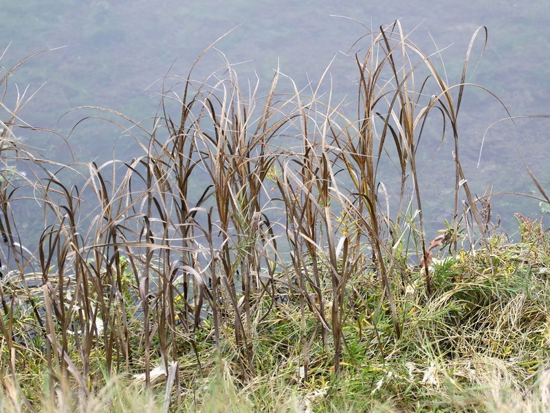 Cosmopolitan Bulrush photo 6