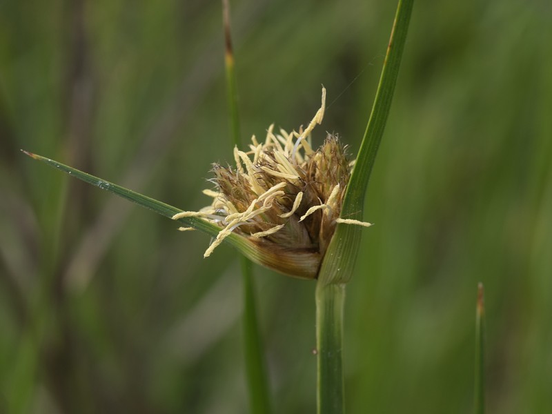 Bolboschoenus maritimus subsp. paludosus