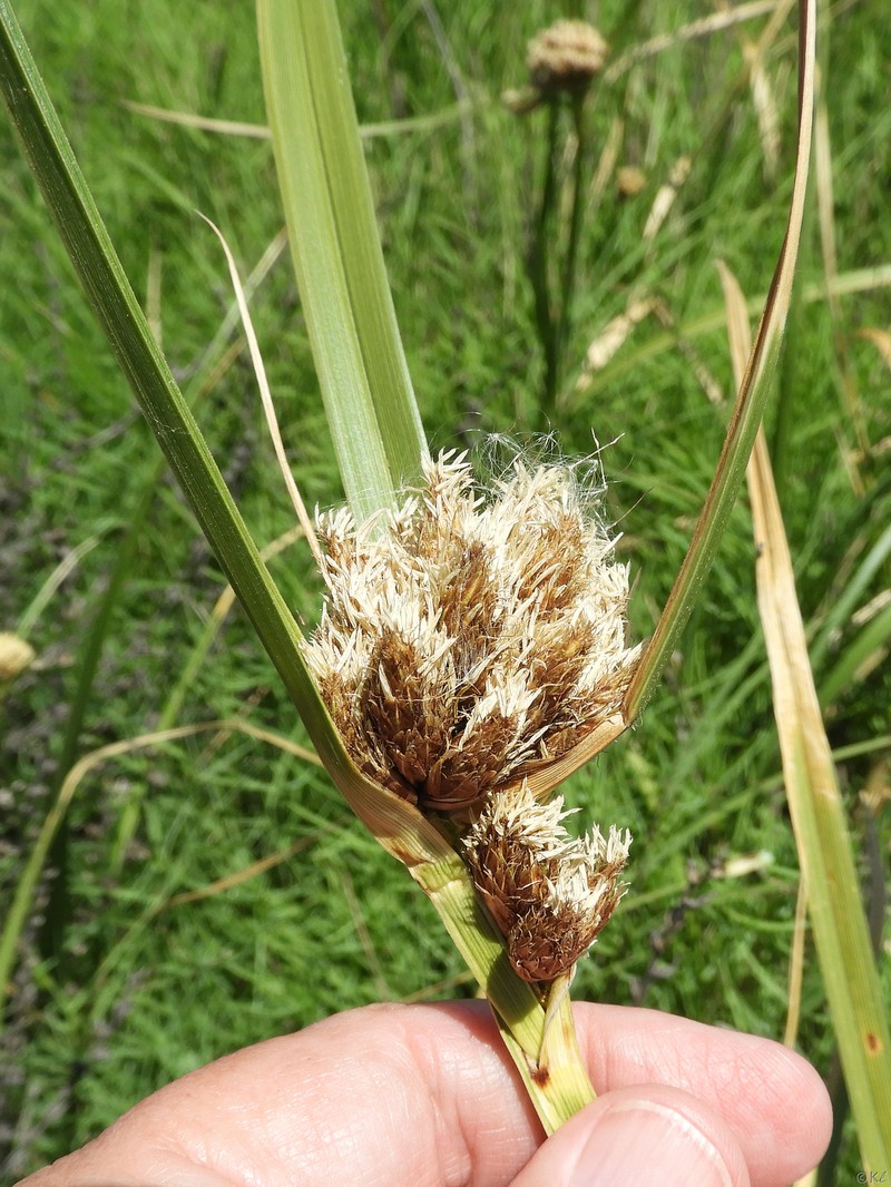 Bolboschoenus maritimus subsp. paludosus photo 3