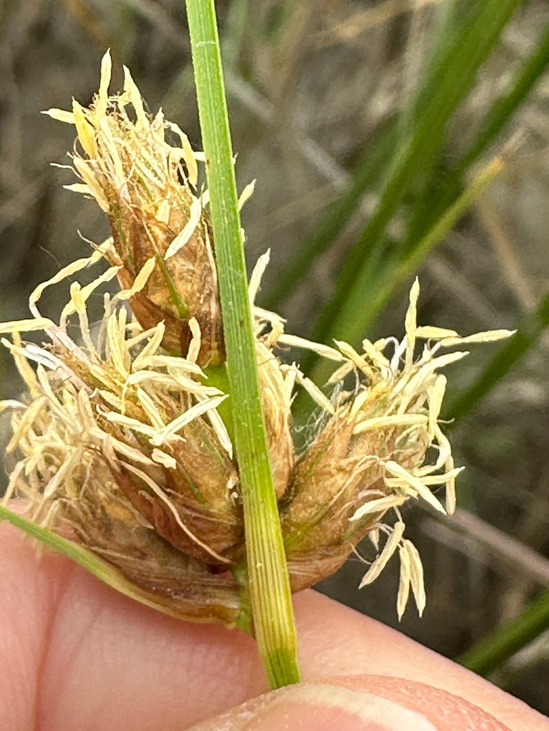 Bolboschoenus maritimus subsp. paludosus photo 6