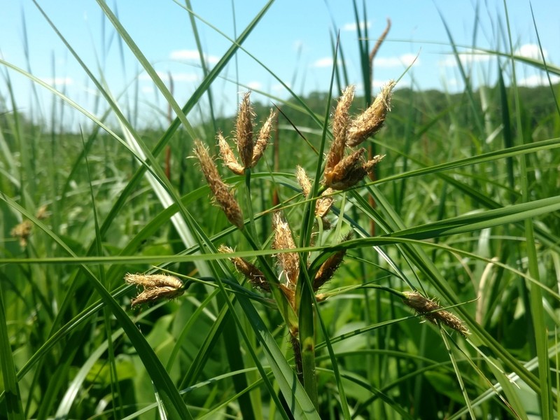 New England Bulrush photo 2