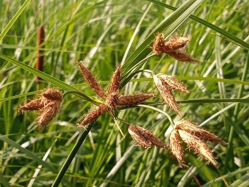 New England Bulrush photo 3