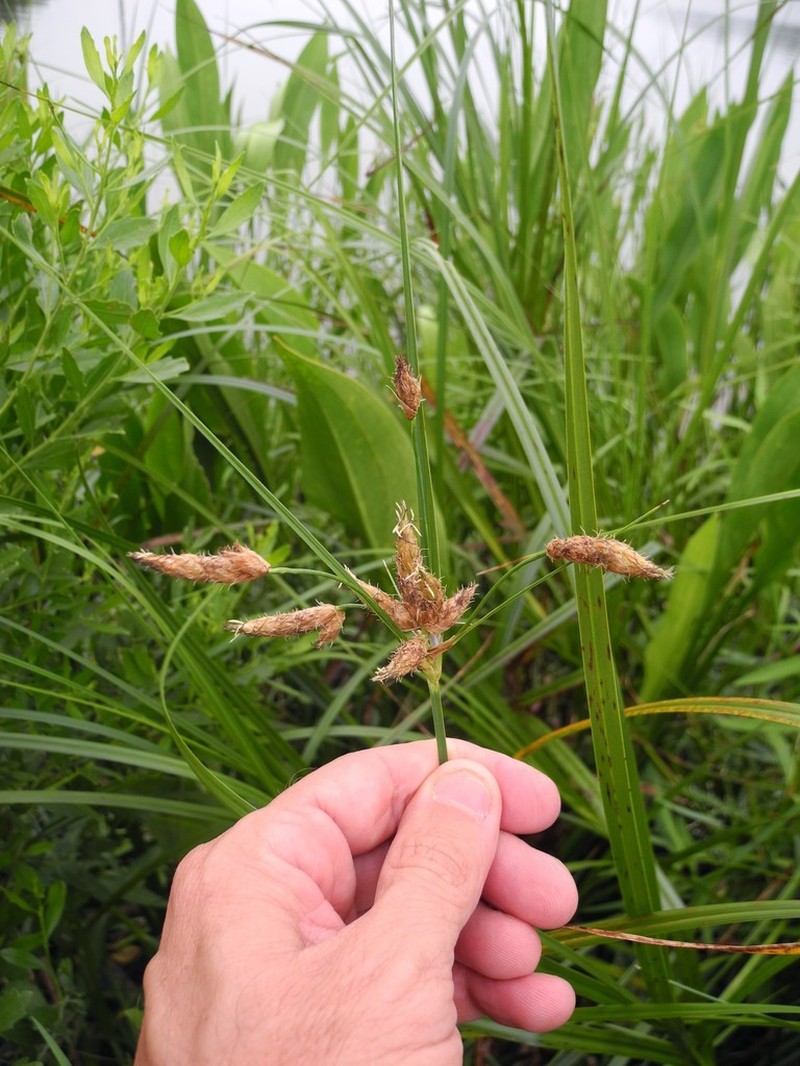 New England Bulrush photo 4