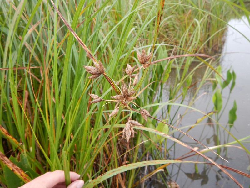 New England Bulrush photo 5
