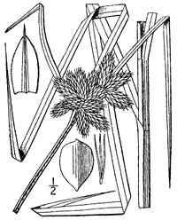Sturdy Bulrush