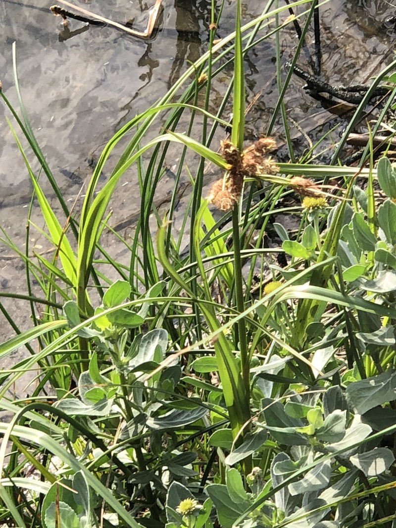 Sturdy Bulrush photo 2