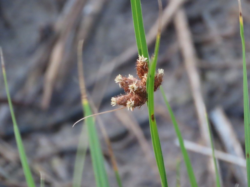 Sturdy Bulrush photo 3
