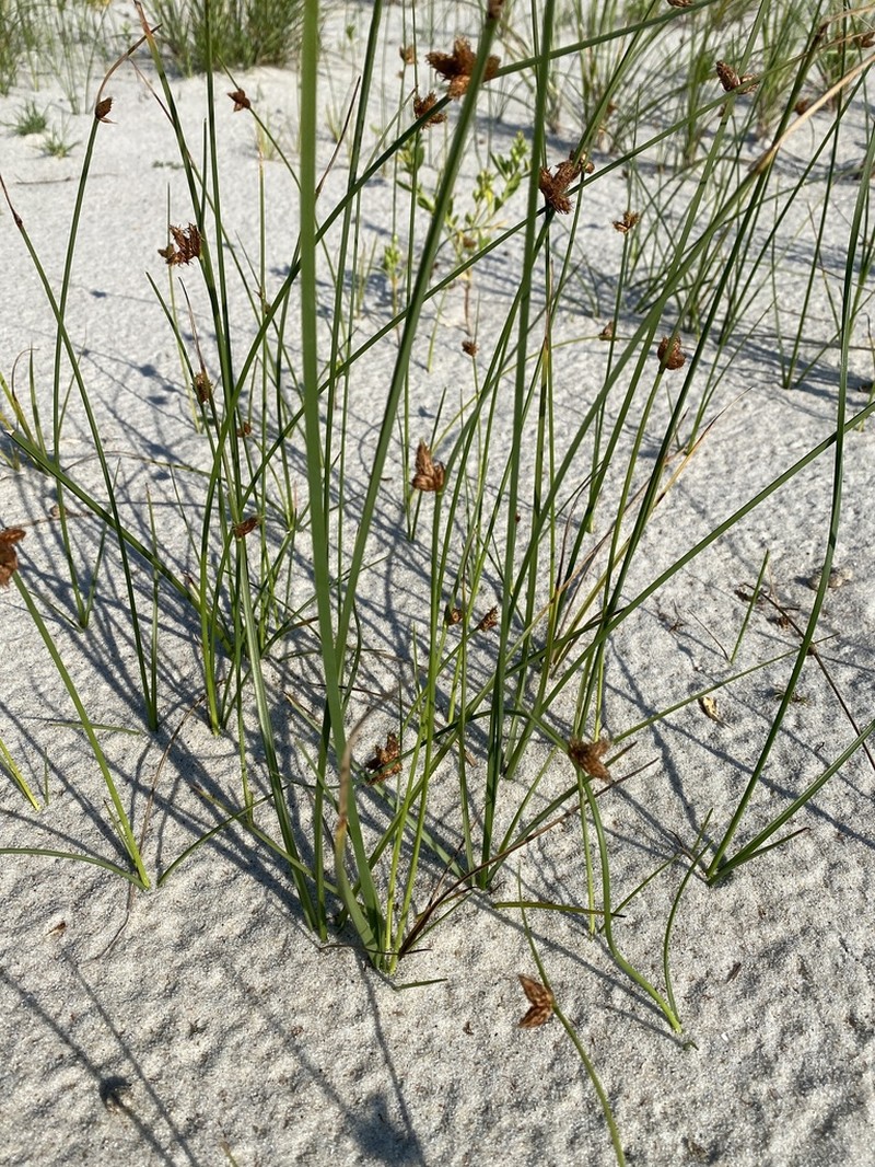 Sturdy Bulrush photo 4