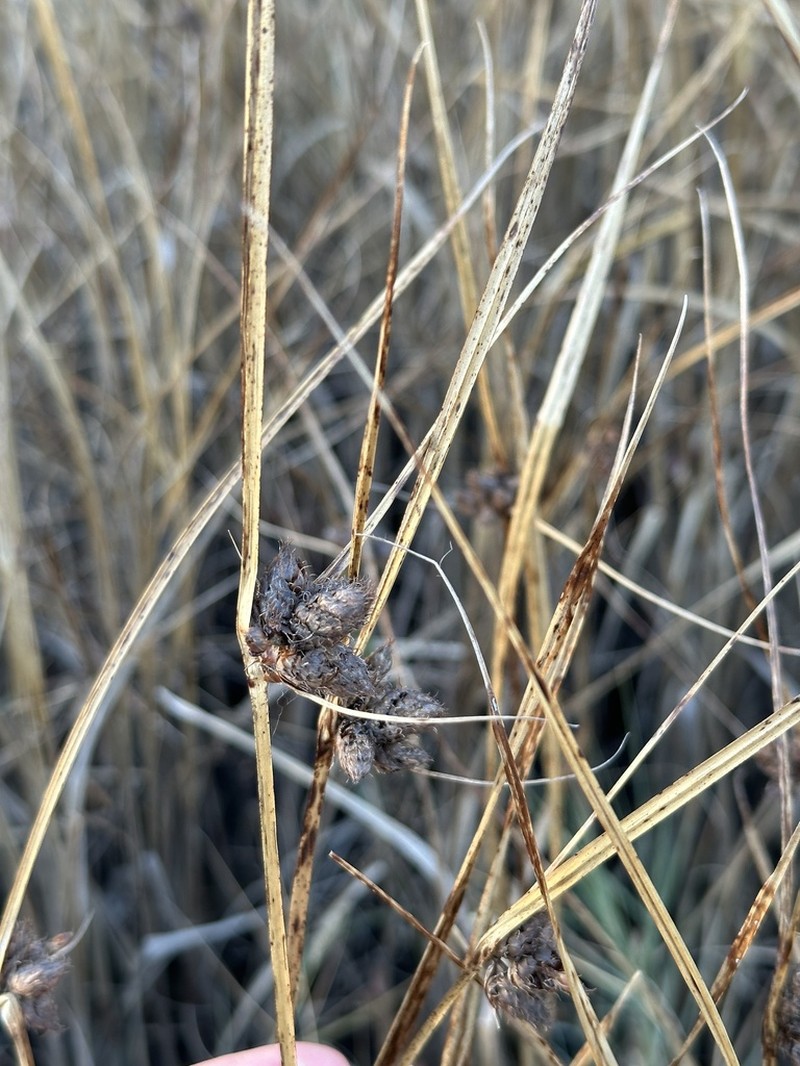 Sturdy Bulrush photo 5