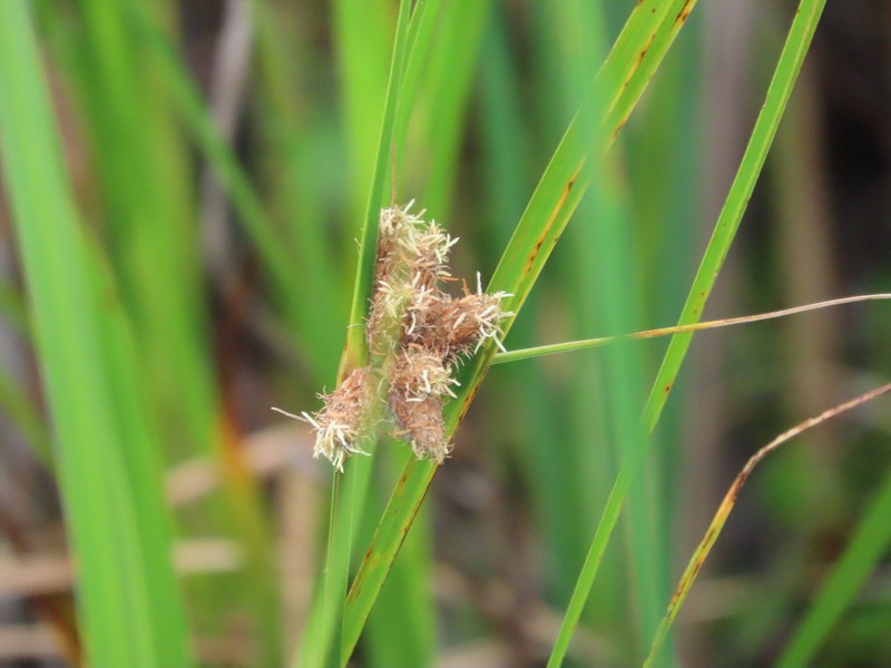 Sturdy Bulrush photo 6