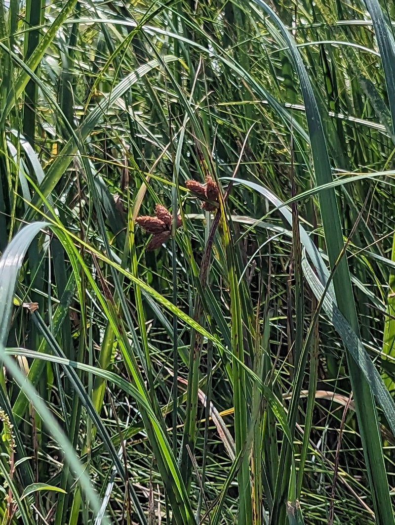 Sturdy Bulrush photo 7