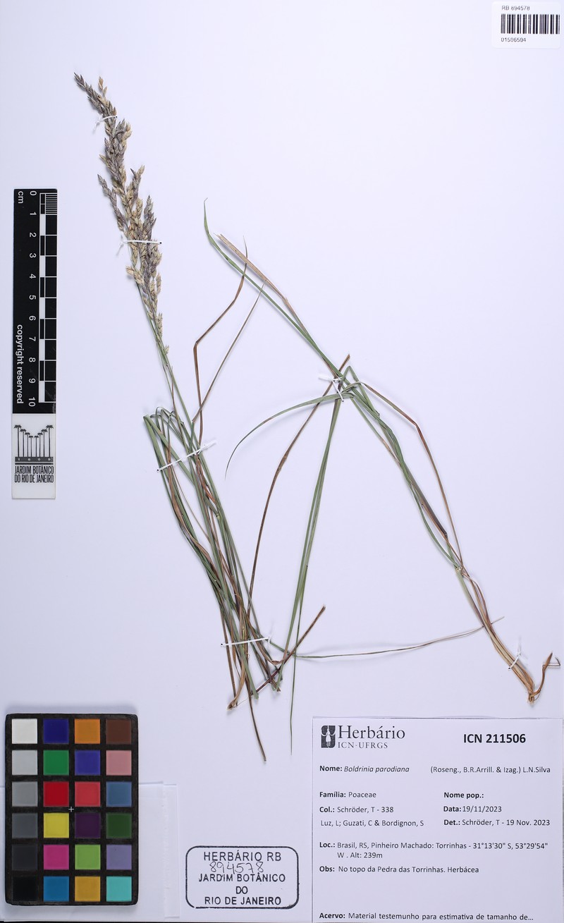 Boldrinia parodiana