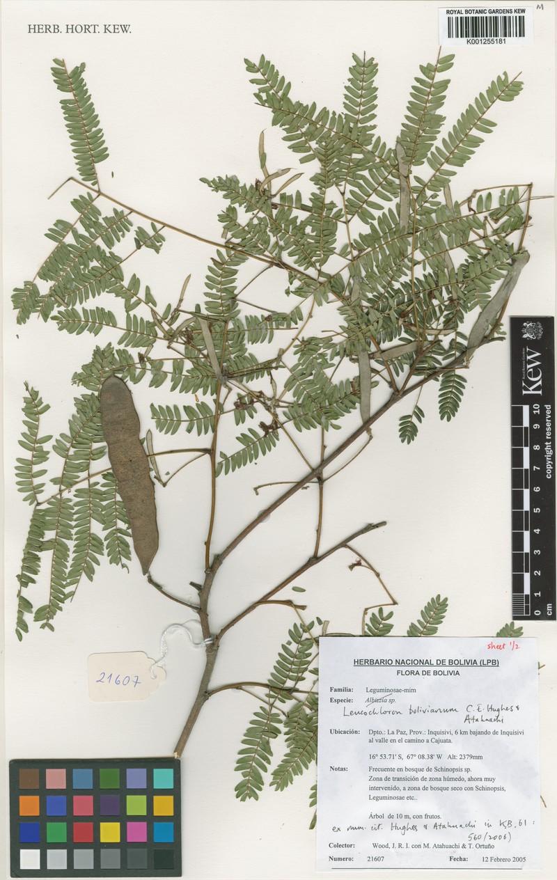Boliviadendron bolivianum
