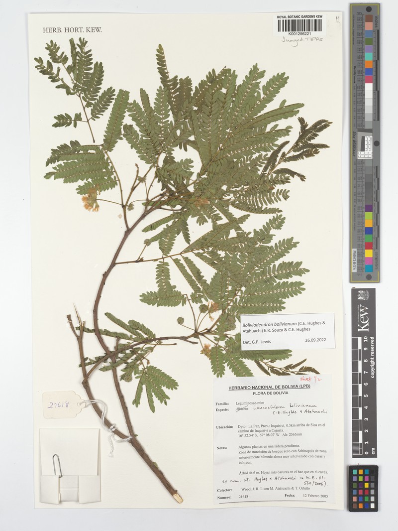 Boliviadendron bolivianum photo 2
