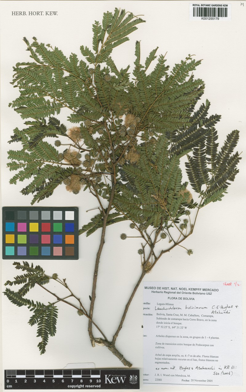 Boliviadendron bolivianum photo 3