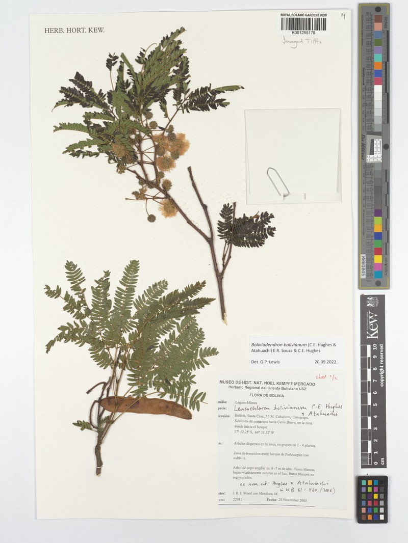 Boliviadendron bolivianum photo 4