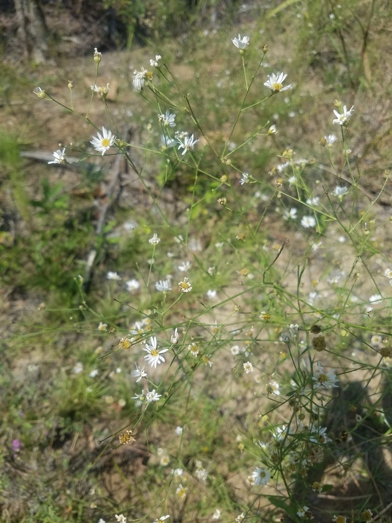 Apalachicola Doll's Daisy