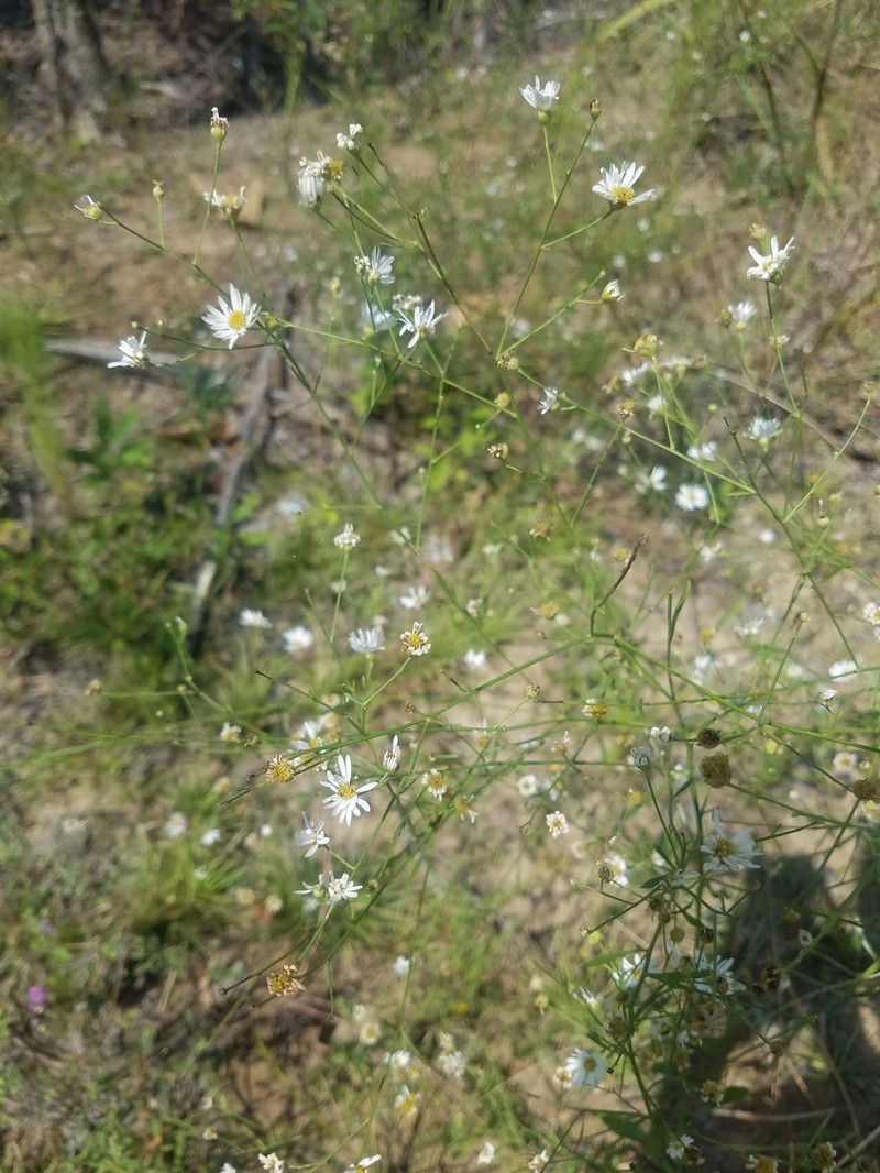 Apalachicola Doll's Daisy photo 2