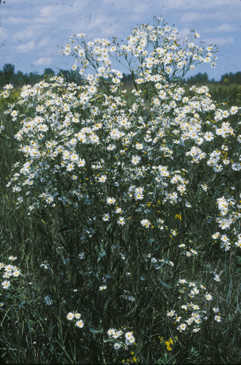 White Doll's Daisy