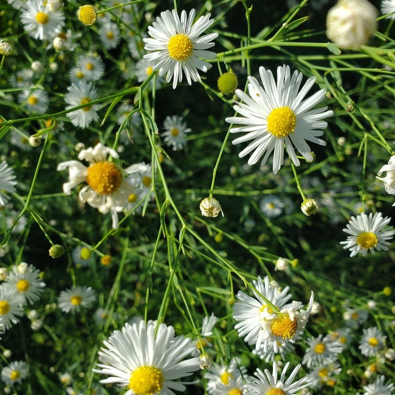 White Doll's Daisy photo 2