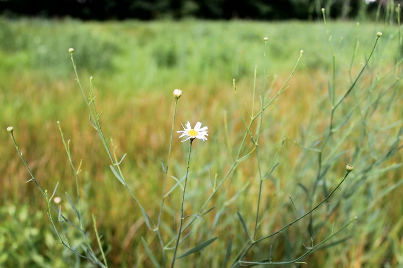 White Doll's Daisy photo 3