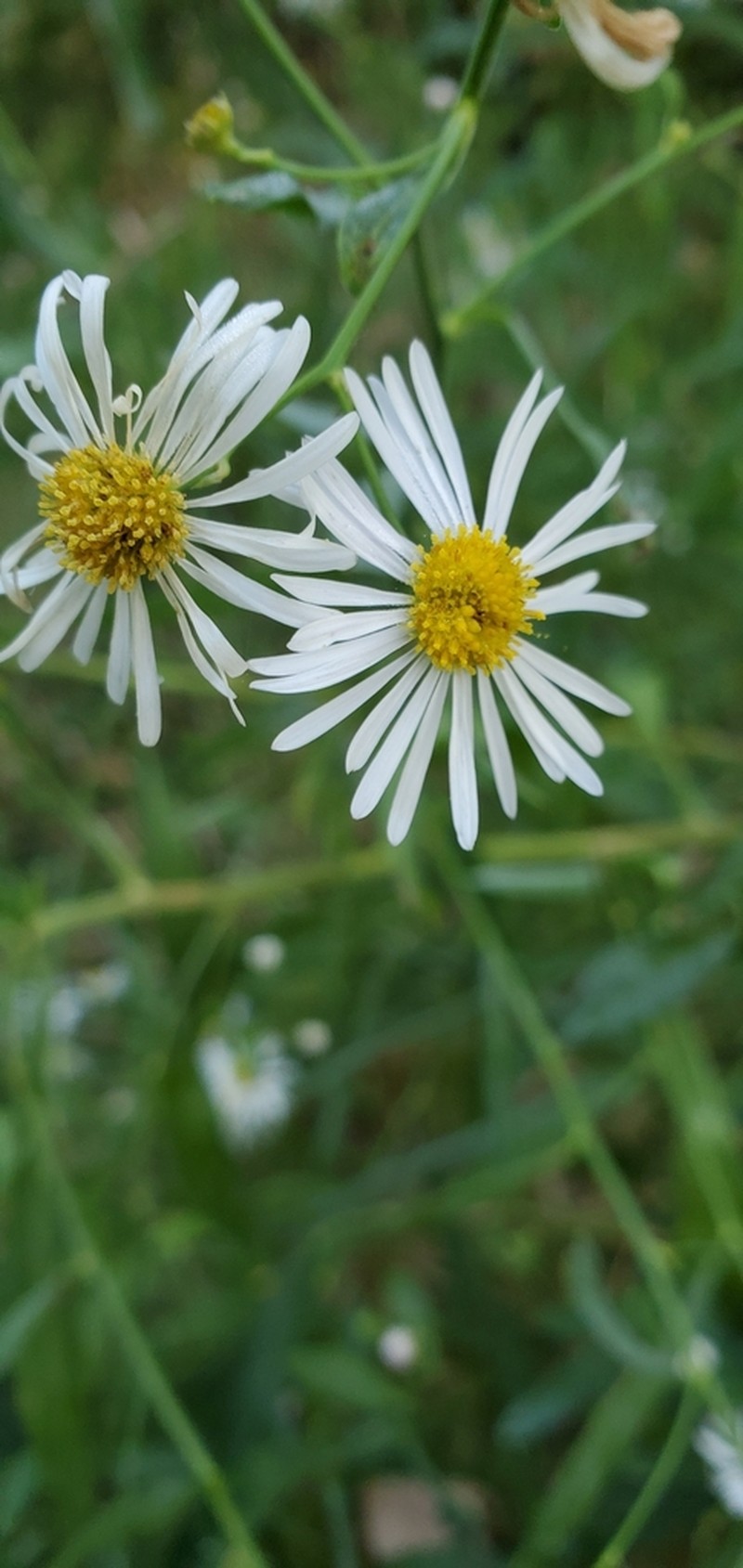 White Doll's Daisy photo 4