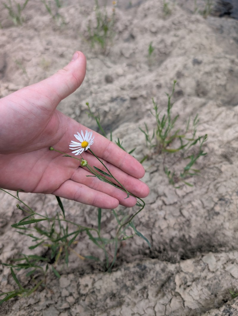 Boltonia asteroides var. asteroides