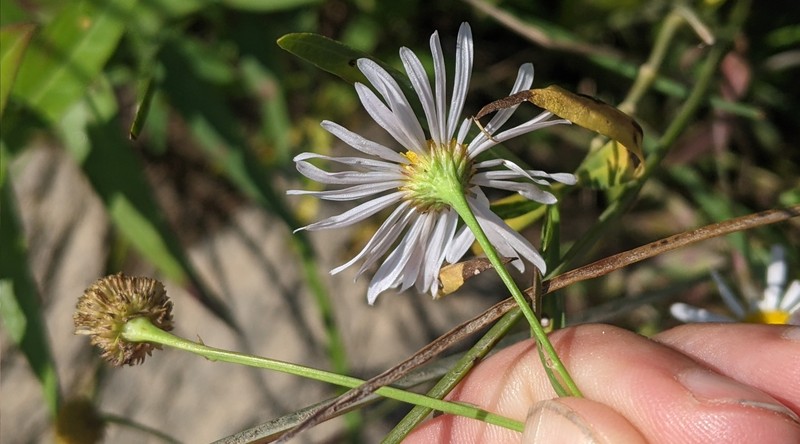 Boltonia asteroides var. asteroides photo 2